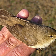 European Reed Warbler